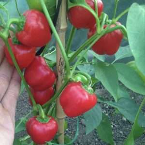Mini red capsicum seeds online